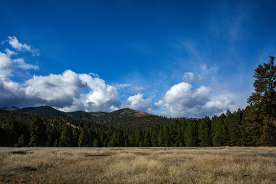 Open Meadow Big Sky
