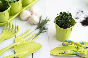 Growing seedlings and vegetables provide themselves with products on their site. ECO food. Concept of self isolation during a pandemic COVID-19. Green and white flat lay.