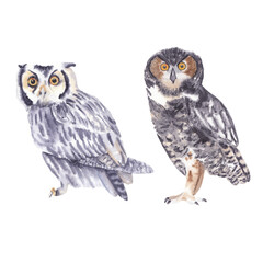 Watercolor bird drawings isolated on white background Watercolor clip art Cute realistic owls in gray colors Halloween watercolor clipart Animals