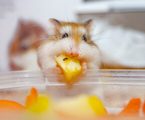 Roborovski hamster