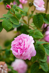rose flowers in the garden