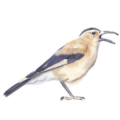Watercolor bird drawing isolated on white background Watercolor clip art Cute realistic exotic bird in brown colors