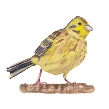 recommend clip art: Watercolor bird drawing isolated on white background. Yellowhammer bird. Watercolor clip art Cute realistic exotic bird in yellow colors
