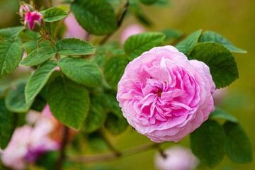 rose flowers in the garden