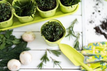 Growing seedlings and vegetables provide themselves with products on their site. ECO food. Concept of self isolation during a pandemic COVID-19. Green and white flat lay.