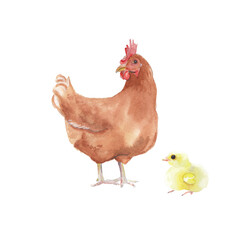 Watercolor chicken illustration Hand drawn realistic farm animal isolated on white Watercolor clip art Nursery art work Cute children illustration