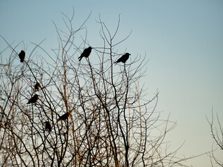 Silhouette of a tree with birds on the branches
