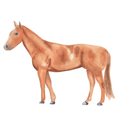 Obraz premium Watercolor horse illustration Hand drawn realistic farm animal isolated on white Watercolor clip art Nursery art work Cute children illustration