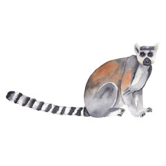 Watercolor lemur illustration Hand drawn realistic forest animal isolated on white Watercolor clip art Nursery art work © Liudmila
