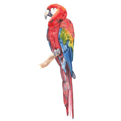 Macaw parrot. Watercolor bird illustration Hand drawn realistic tropical animal isolated on white Watercolor clip art Nursery art work. Tropical colorful bird