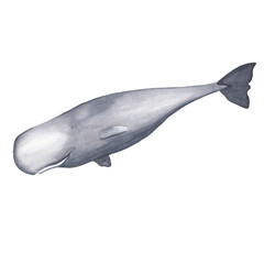 Watercolor sperm whale illustration Hand drawn realistic ocean animal isolated on white Watercolor clip art 