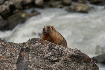 Murmeltier auf Sstein am Fluss