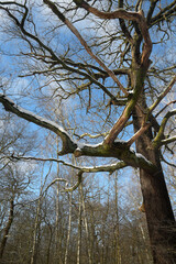 alte eiche