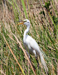 great white heron