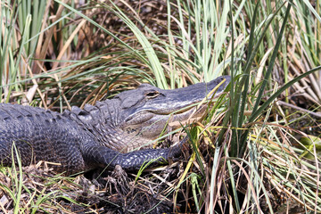 alligator in the everglades