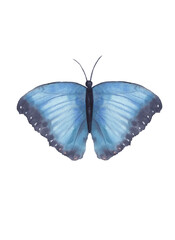 Watercolor illustration of blue tropical butterfly isolated on white background. Hand drawn hand painted watercolor artwork