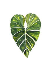Tropical leafe watercolor illustration. Rainforest plants. Hand drawn watercolor illustration. Green tropical leaf isolated on white