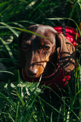 dachshund puppy in grass