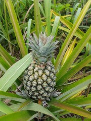 pineapple on the vine