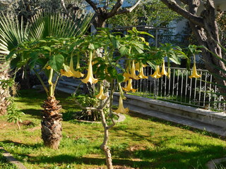 Angel’s trumpet, or Brugmansia tree with flowers at springtime