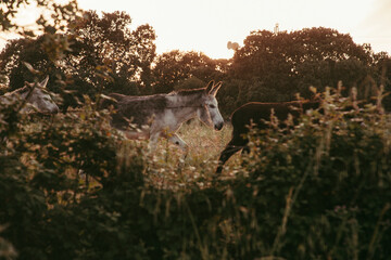 Obraz premium A beautiful gray donkey in a green pasture walking