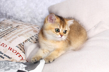 Scottish kittens in a basket