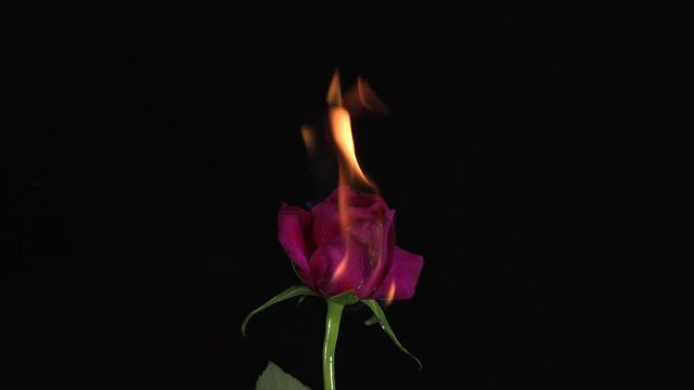 Red rose burning in the flames of fire on the black background .Concept of love and passion. Close up.4k 25p