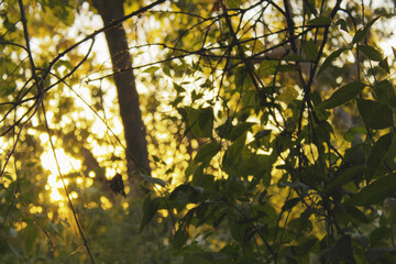 Green leaves in nature