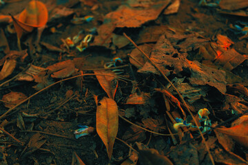 Dry leaves in autumn