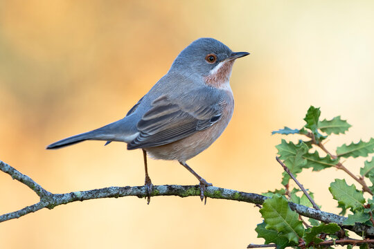 Male of subalpine warbler, (Sylvia cantillans), perched on a tree branch against a uniform background.