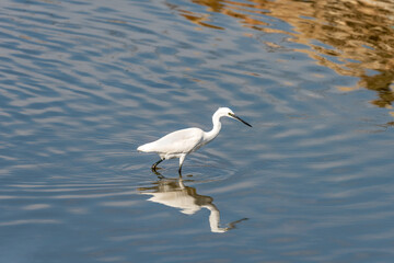 Little Egret on a pond in an early autumn morning near Zikhron Ya'akov, Israel.	