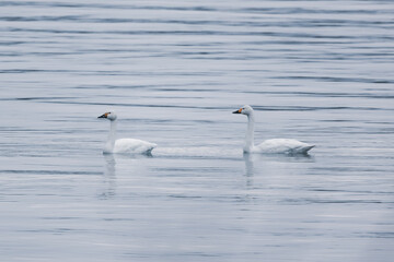 湖面に浮かぶ白鳥