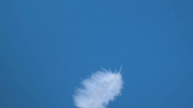 Slow falling of white feathers against a blue sky