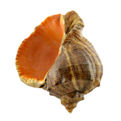 Sea snail close-up, isolated image.