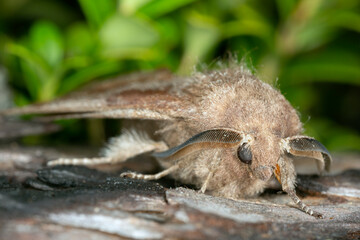 Pine-tree lappet, Dendrolimus pini moth on bark, this insect can cause damage on pine forests