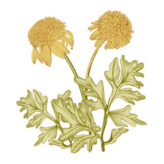 vintage drawing  of yellow flowers