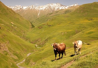 Fototapeta premium Cows overlooking a mountain valley