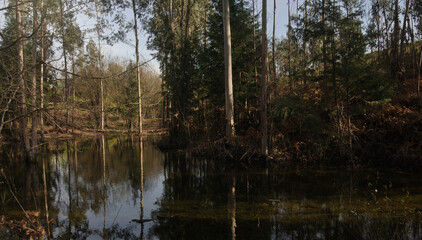 Bosque com pequeno lago e reflexo das árvores na água - ambiente de primavera depois de dias chuvosos