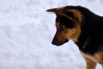 portrait of a young dog on white snow blurred background
