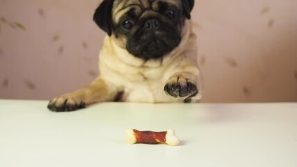 Funny cute pug dog hunting for a treat. Wants trying to get goodies, tasty bone. Slow motion. Comic, funny scene. Struggle and frustration.