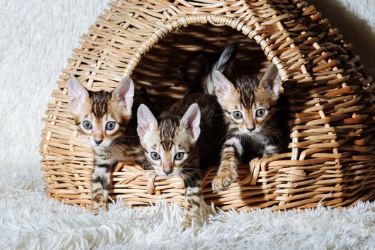 Three little kittens in the wicker basket. Young beautiful purebred short haired kitties