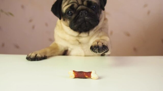 Funny cute pug dog hunting for a treat. Wants trying to get goodies, tasty bone. Slow motion. Comic, funny scene. Struggle and frustration.