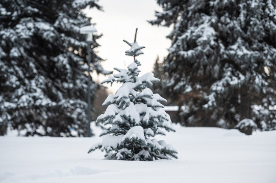 Small Pine Tree Under Snow In The Park