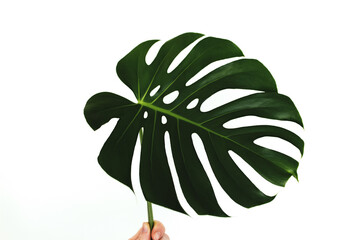 Monstera palm green leaf hold fingers on white background