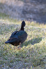 muscovy duck in the grass