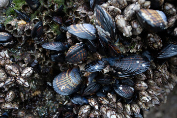 mussels and Barnacles on reef