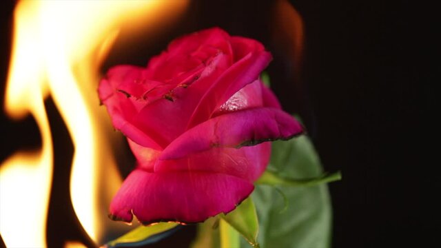 1K+ Burning Rose Pictures | Download Free Images on Unsplash