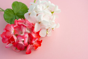 Fototapeta na wymiar delicate white flower Pelargonium, garden geranium or zonal geranium Flowers isolated on pink background