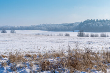 landscape with meadows and forest in the background, winter time