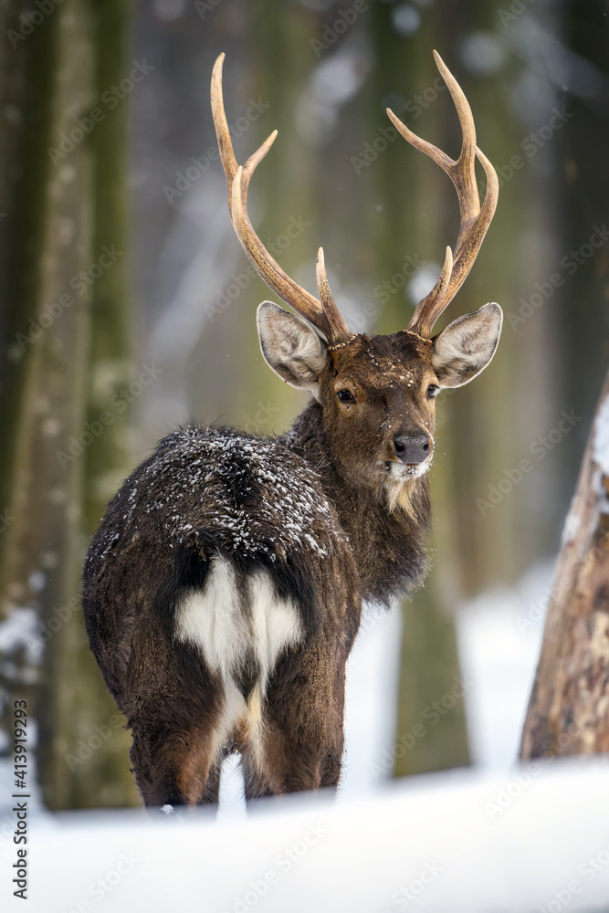 Poster Roe deer in the winter forest. Animal in natural habitat